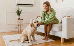 Kako še to poletje s pomočjo klimatske naprave poskrbeti za udobje hišnih ljubljenčkov?